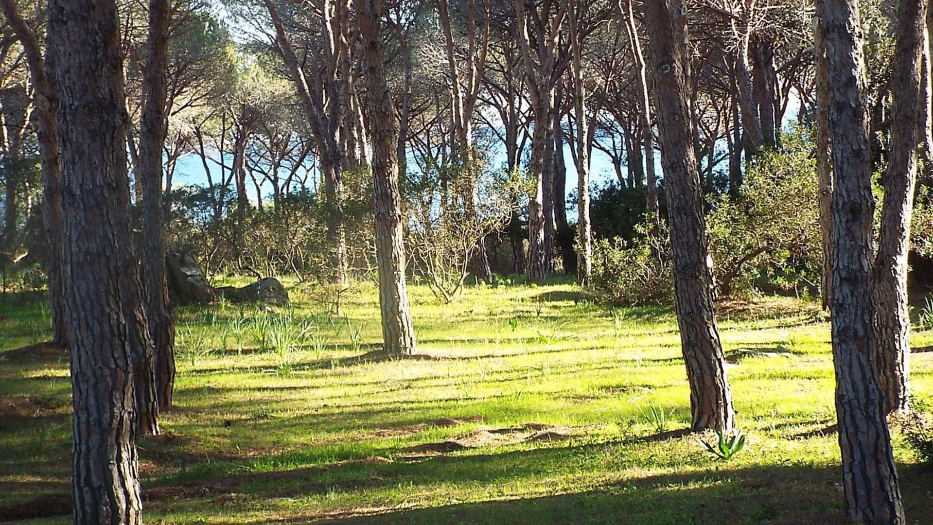 Villetta 1.2 Km Dalla Spiaggia Budoniaffitti 塔瑙内拉 外观 照片